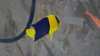 Emperor Angel / Bicolor Angel / Hawkfish / Leopard Wrasse / Lubbocks Wrasse / Mandarin and more...
