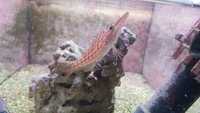 Emperor Angel / Bicolor Angel / Hawkfish / Leopard Wrasse / Lubbocks Wrasse / Mandarin and more...