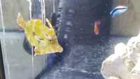 Emperor Angel / Bicolor Angel / Hawkfish / Leopard Wrasse / Lubbocks Wrasse / Mandarin and more...