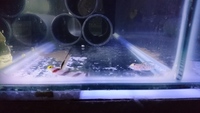 Emperor Angel / Bicolor Angel / Hawkfish / Leopard Wrasse / Lubbocks Wrasse / Mandarin and more...