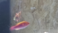 Emperor Angel / Bicolor Angel / Hawkfish / Leopard Wrasse / Lubbocks Wrasse / Mandarin and more...