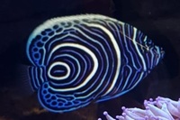 Emperor Angel / Bicolor Angel / Hawkfish / Leopard Wrasse / Lubbocks Wrasse / Mandarin and more...