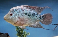 Kml flowerhorn