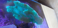 LARGE bright Green Montiporia coral.