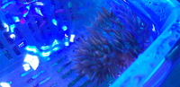 bubble tip anemone (coral, marine)