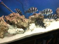 11 Breeding Colony Group Frontosa Cichlids