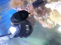 Fluval osaka 155 tank aquarium
