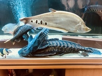 Cheap predatory fish closing down sale