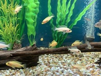 Mbuna Cichlid fry and juveniles for sale