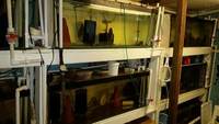 Discus stock and Complete Discus Set up (Scotland)