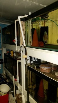 Discus stock and Complete Discus Set up (Scotland)