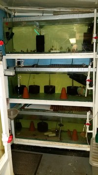 Discus stock and Complete Discus Set up (Scotland)