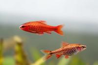 Dalamatian Platies