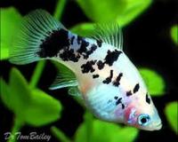 Dalamatian Platies