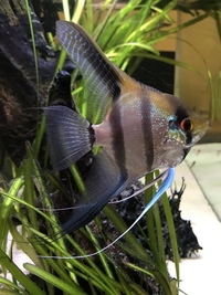 Baby Angelfish From Stunning Parents Philippine Blue, Pterophyllum Scalare