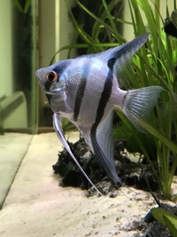 Baby Angelfish From Stunning Parents Philippine Blue, Pterophyllum Scalare