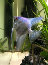 Baby Angelfish From Stunning Parents Philippine Blue, Pterophyllum Scalare