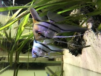Baby Angelfish From Stunning Parents Philippine Blue, Pterophyllum Scalare