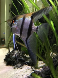 Baby Angelfish From Stunning Parents Philippine Blue, Pterophyllum Scalare