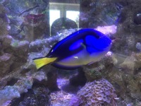 REGAL TANG (sought after yellow belied variant of dory)