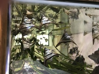 Baby Angelfish From Stunning Parents Philippine Blue, Pterophyllum Scalare
