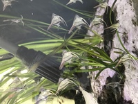 Baby Angelfish From Stunning Parents Philippine Blue, Pterophyllum Scalare