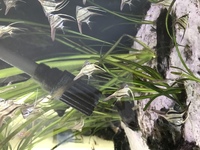 Baby Angelfish From Stunning Parents Philippine Blue, Pterophyllum Scalare