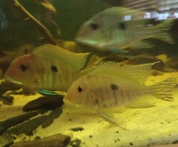 NOW RESERVED---Last 4(2pairs) for £60--Bargain 5-6 inches-£20 each fish or pair for £35 or 2 pairs for £60---BREEDING GROUP OF 4 GEOPHAGUS SP.RED HEAD TAPAJOS(5-6 inches) in Leeds
