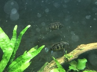 African Butterfly Cichlids - Breeding pair