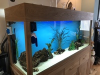 5ft solid light oak tank +