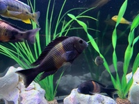 Group of Tropheus Bemba African Cichlids
