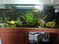 4ft fish tank full set up £300