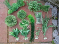 Going cheap: plants / air pumps (London)