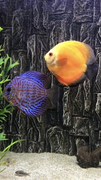 10 Discus fish for-sale