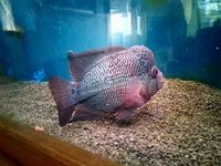 Large Kamfa Super Red Dragon Male cichlid