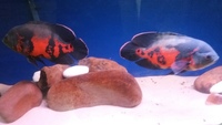 south american + malawi cichlids+oscars