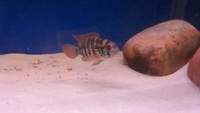 south american + malawi cichlids+oscars