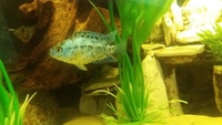 south american + malawi cichlids+oscars