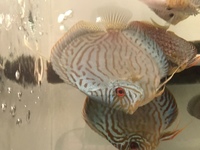 SOLD pending collection Discus for sale £130 for last 5 or swap for hypansistrus or l134