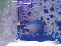 Large mimic tang