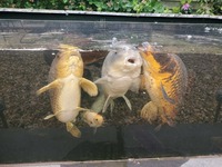 Full Koi pond set-up