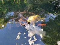 Full Koi pond set-up