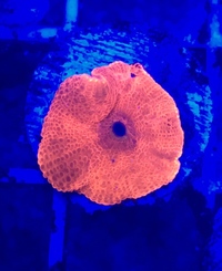 Marine Coral DeadPool Mushroom 1 Head