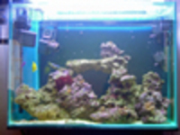 Marine Fish Tank