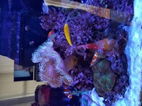 Marine fish coral and live rock
