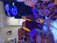 Marine fish coral and live rock