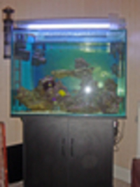 Marine Fish Tank
