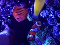 Marine fish coral and live rock