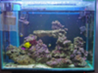 Marine Fish Tank