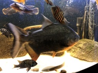 15 inch+ Red Belly Pacu